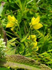Lysimachia quadriflora