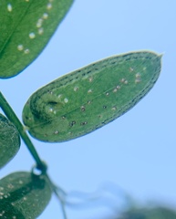 Phytoliriomyza viciae