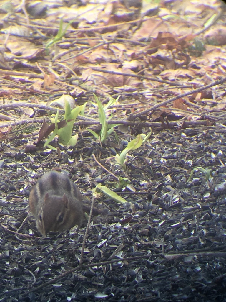 Eastern Chipmunk from 19909 Middletown Rd, Freeland, MD, US on March 27