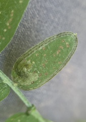 Phytoliriomyza viciae