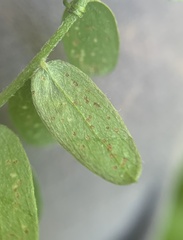 Phytoliriomyza viciae