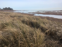 Sporobolus montevidensis