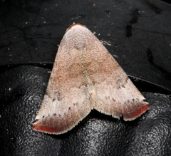 Mataeomera mesotaenia