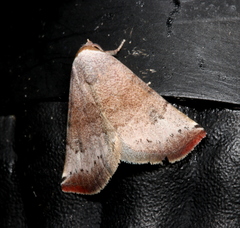 Mataeomera mesotaenia