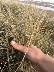 Sporobolus montevidensis