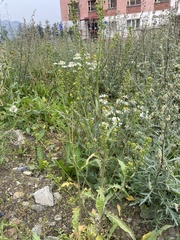 Rorippa barbareifolia