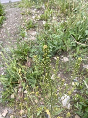 Rorippa barbareifolia