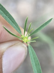 Euphorbia hexagona