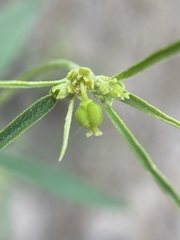 Euphorbia hexagona