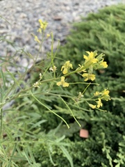 Sisymbrium altissimum