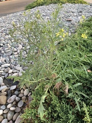 Sisymbrium altissimum