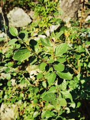 Cotoneaster melanocarpus