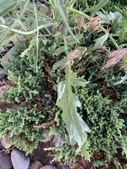 Sisymbrium altissimum