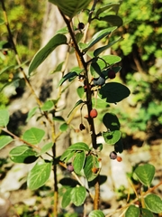 Cotoneaster melanocarpus