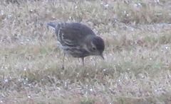 Anthus rubescens japonicus