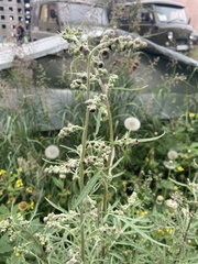 Artemisia leucophylla