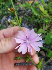 Cichorium intybus