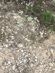 Melampodium leucanthum