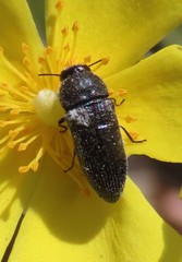Acmaeodera nigellata