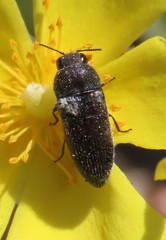 Acmaeodera nigellata