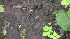 Canis latrans thamnos