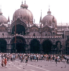 Columba livia domestica