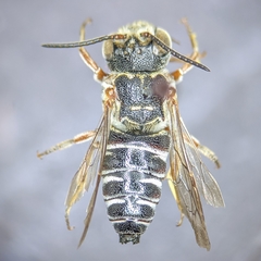 Synocoelioxys