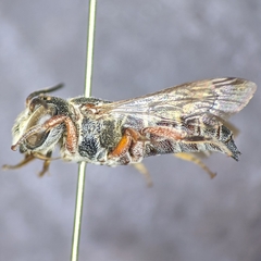 Synocoelioxys