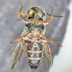 Synocoelioxys