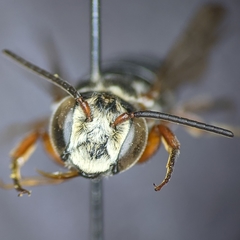 Synocoelioxys