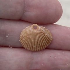 Dinocardium robustum