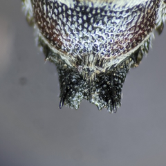Synocoelioxys