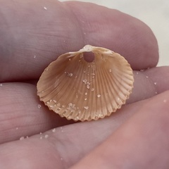 Dinocardium robustum