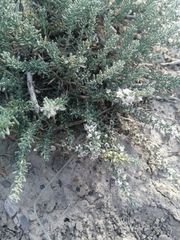 Reaumuria songarica