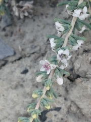 Reaumuria songarica