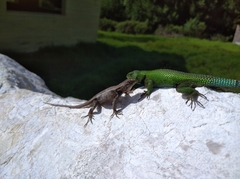 Sceloporus adleri