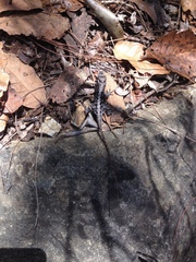 Anolis anisolepis