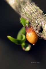 Struthanthus syringifolius