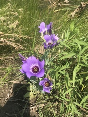 Eustoma russellianum