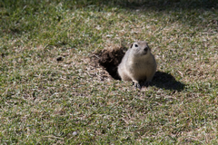 Urocitellus richardsonii