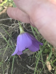 Eustoma russellianum