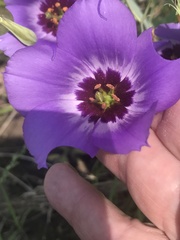 Eustoma russellianum