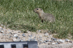 Urocitellus richardsonii