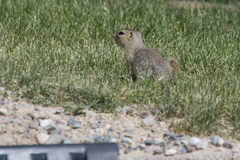 Urocitellus richardsonii