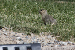 Urocitellus richardsonii