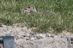 Urocitellus richardsonii