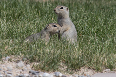 Urocitellus richardsonii