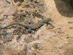 Cnemidophorus murinus