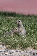 Urocitellus richardsonii