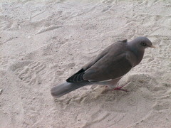 Patagioenas corensis